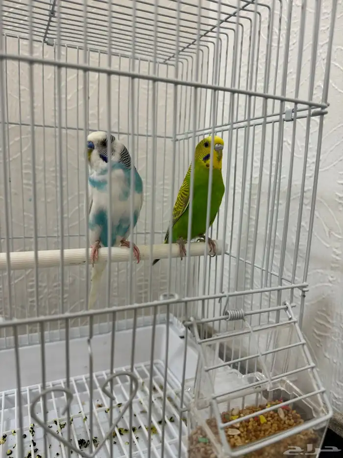 جوز عصافير الحب للبيع 1