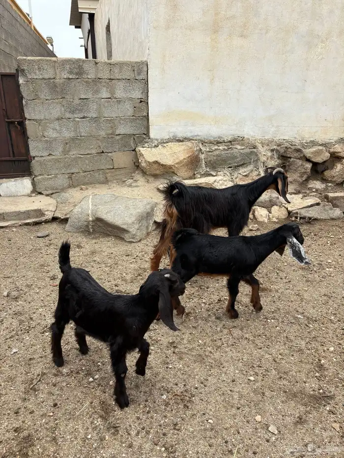 عنزين حو متابيع 0