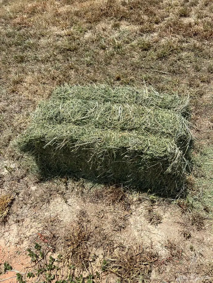 المذنب المذنب 3