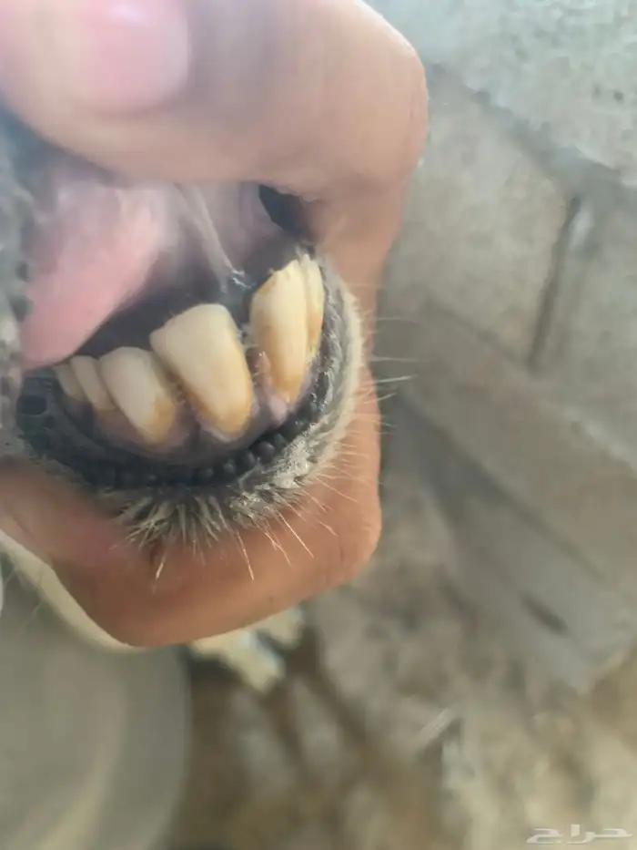خروف فحل حري 2