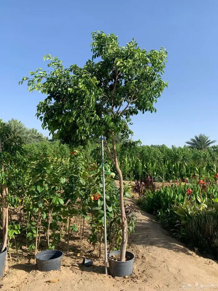 ثيل طبيعي او نجيله مضمونه مشروطه درجه اولى 26