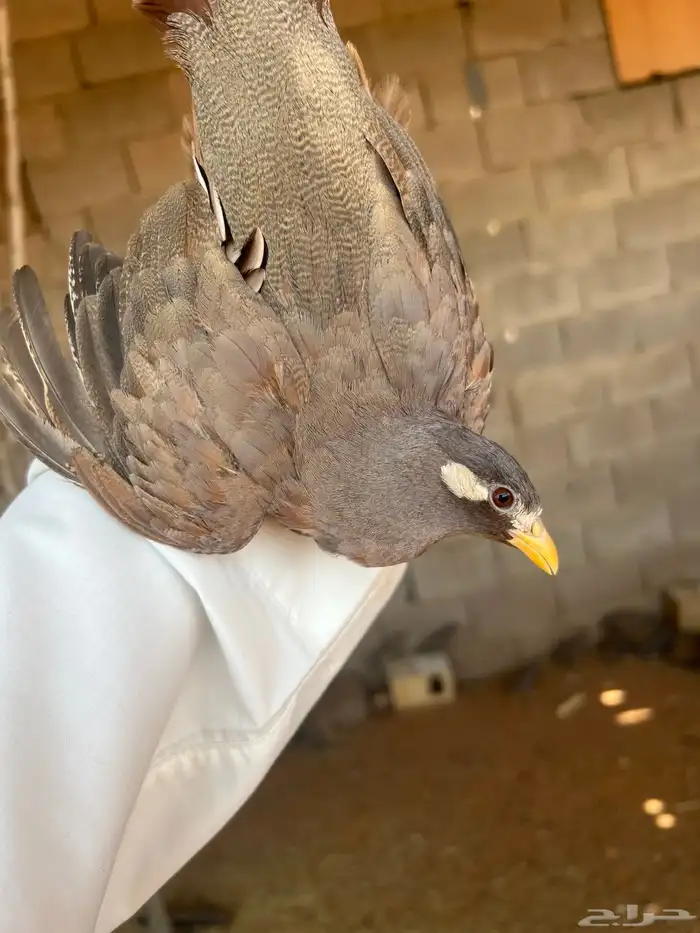 حجل وقطاء 5