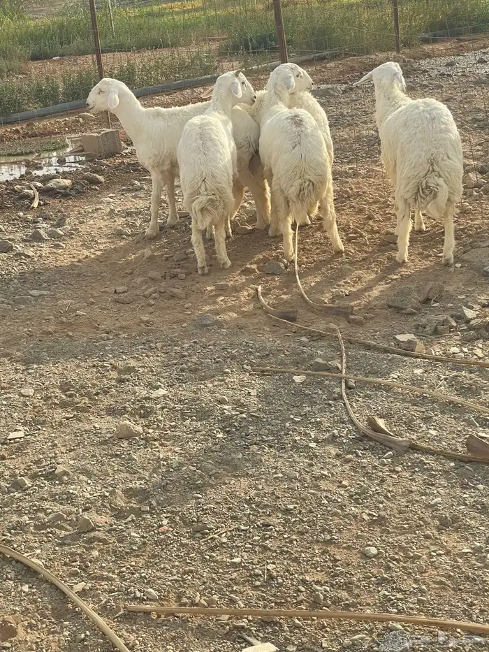 ذبايح طليان شحم فل 6