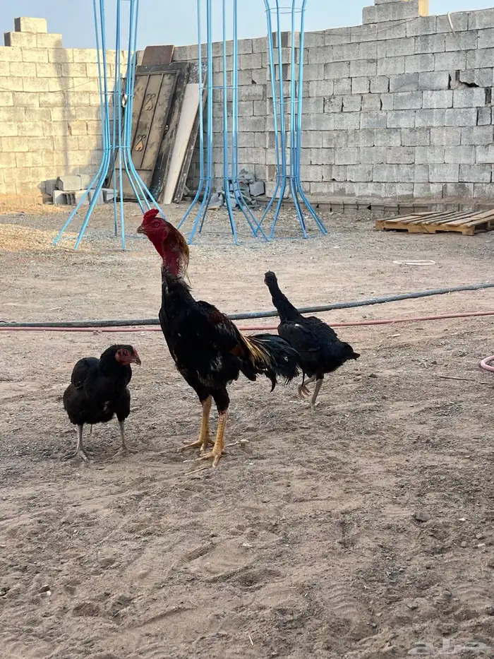 طقم شامو ياباني 3