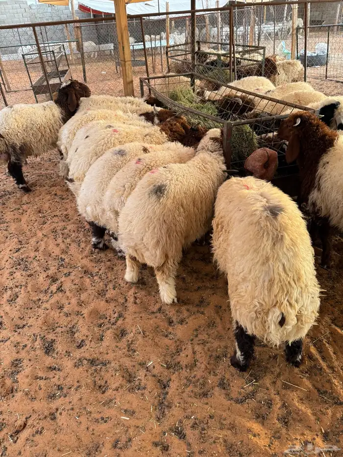 ذبايح بلدي حري ونعيمي متوفر تمارا 100 تقييم 5