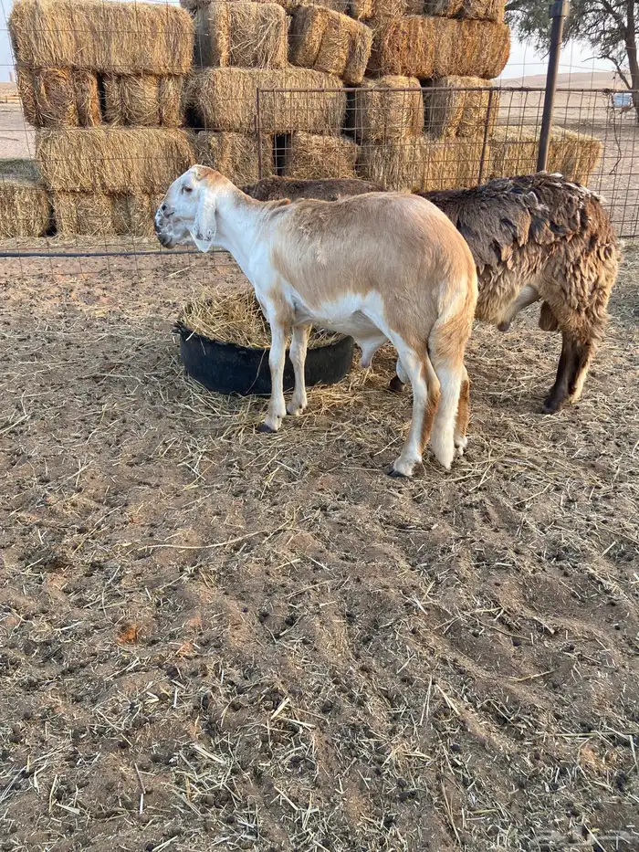 ذبائح سواكن طيبه 3
