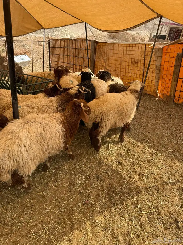 ذبايح بلدي حري ونعيمي متوفر تمارا 100 تقييم 8