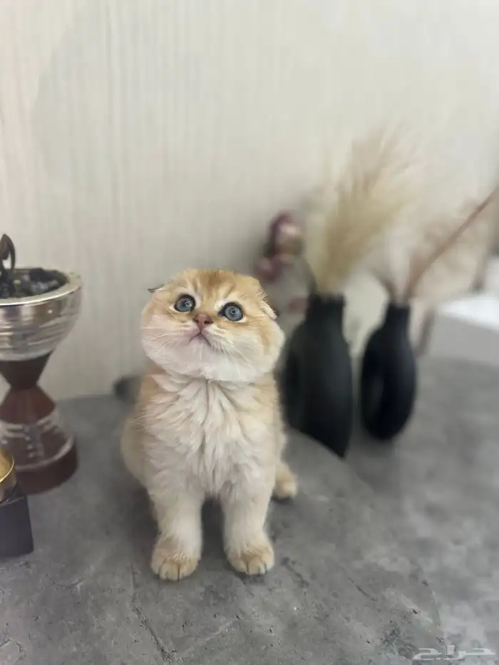 سكوتش فولد 3