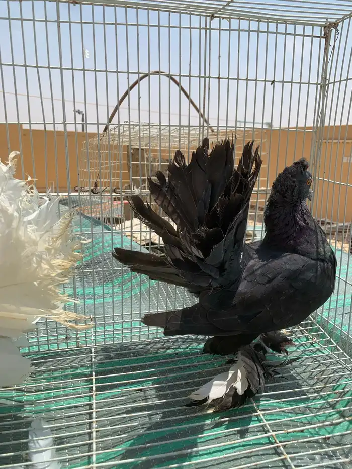 حمام هندي 3