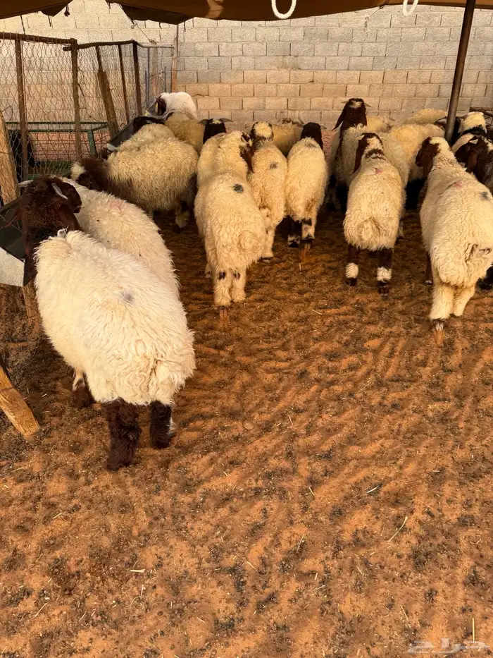 ذبايح بلدي حري ونعيمي متوفر تمارا 100 تقييم 4