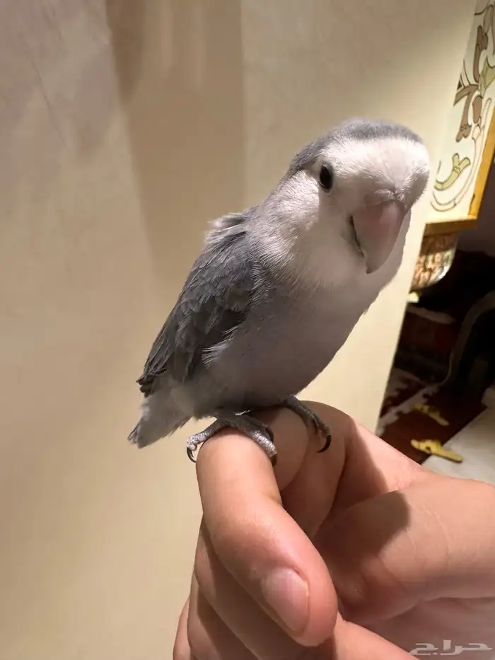 روز اليف يطلع على اليد 0