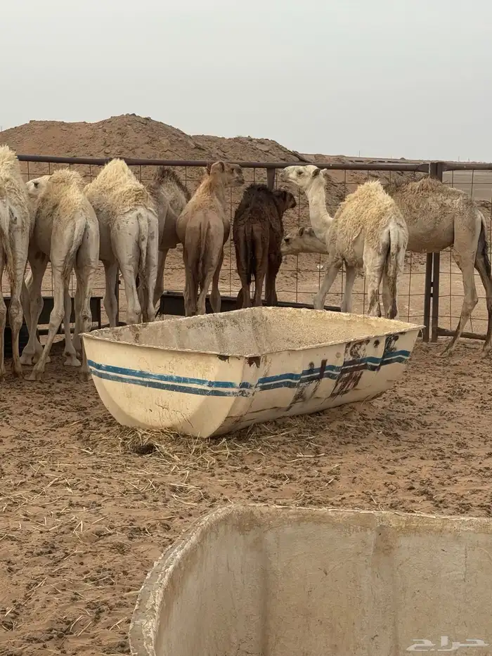حشو تربية 6