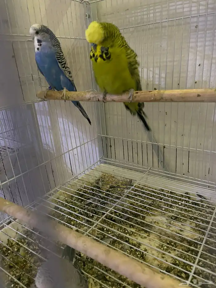 زوج بادجي انجليزي حجم جامبو مع فرخ وكامل اغراضه 3انتاج له 0