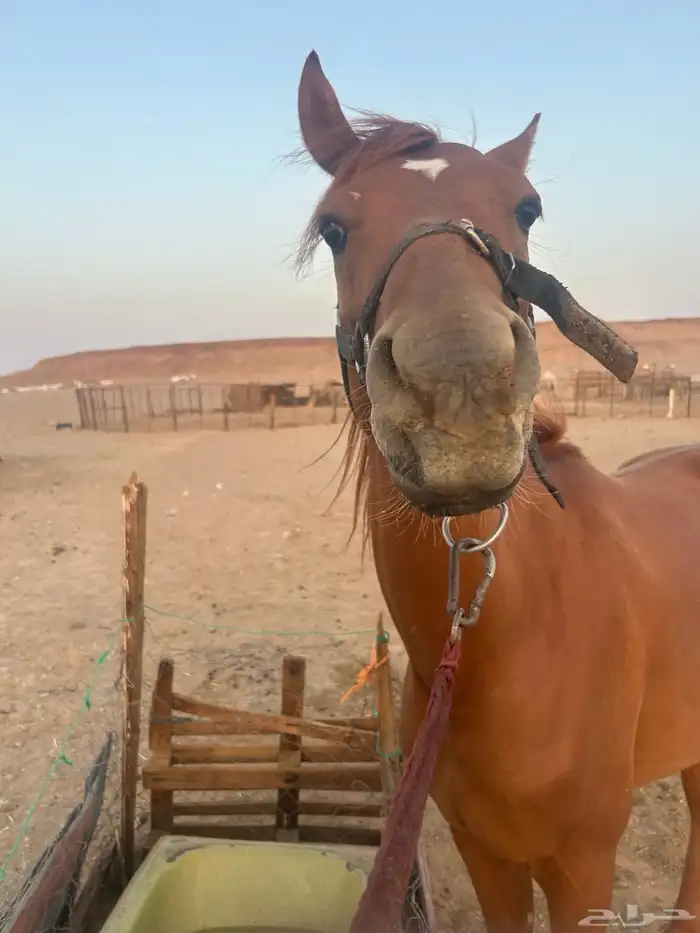 حصان شعبي فاخر قريب للواهو 5