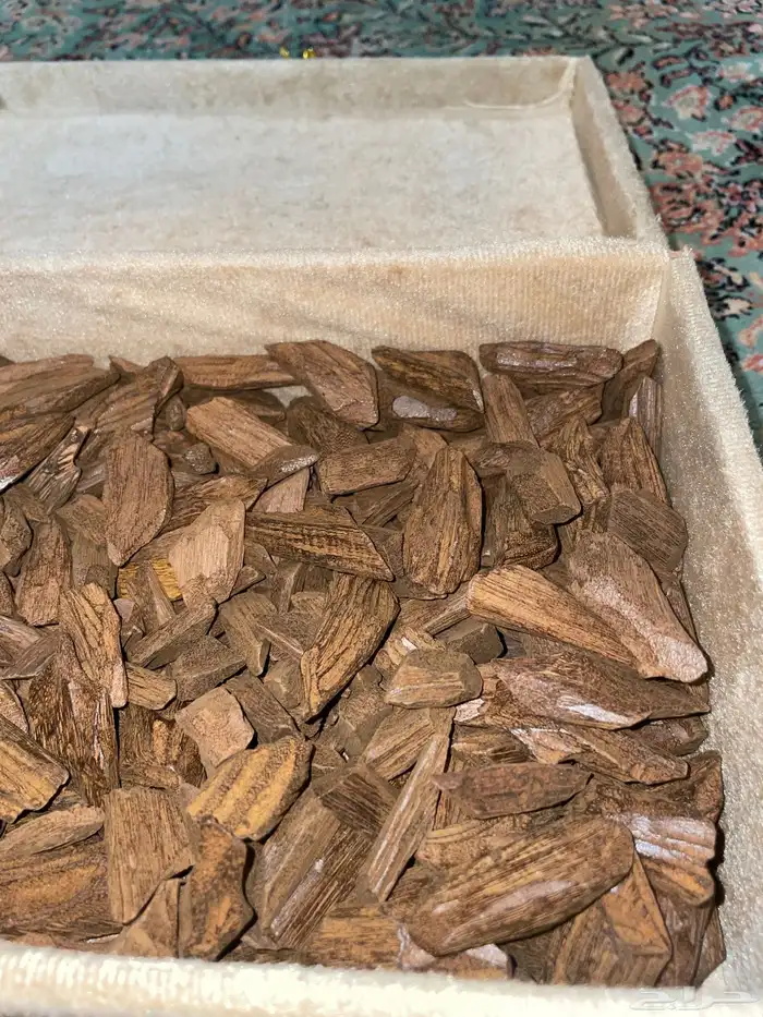 عود مروكي 1