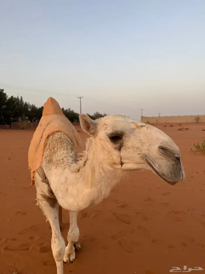 بكره وضحى طيبه للبيع 0