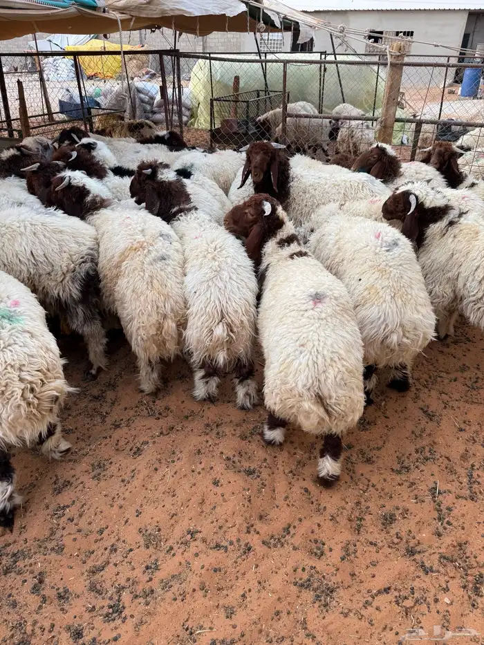 ذبايح بلدي حري ونعيمي متوفر تمارا 100 تقييم 1