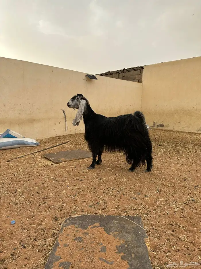 عنزين عوارض فواخر 0
