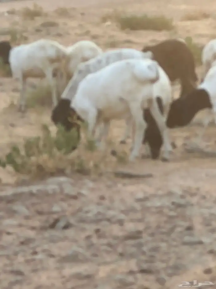 برابر وسواكن مرابي 14