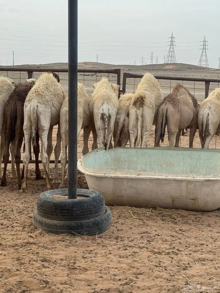 حشو تربية 2