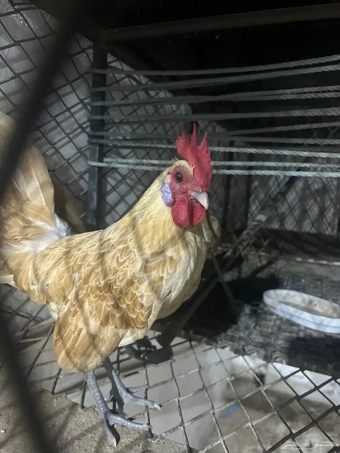 طقم دجاج سبرايت كريمي 3