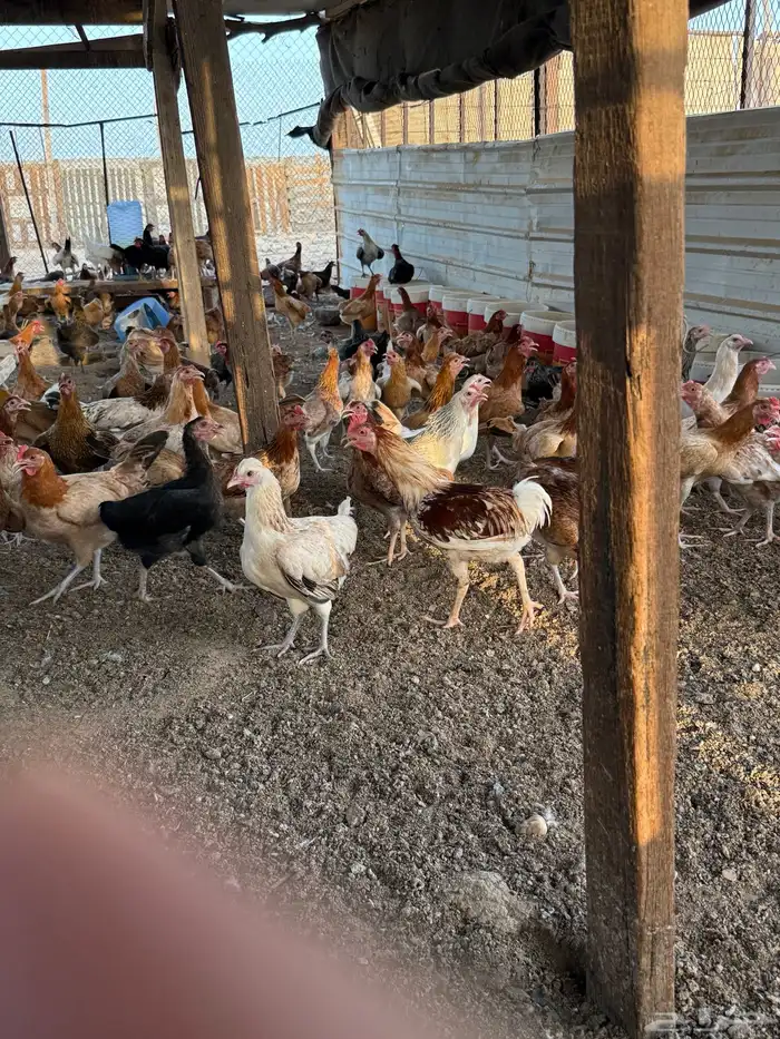 للبيع دجاج بشاير 12