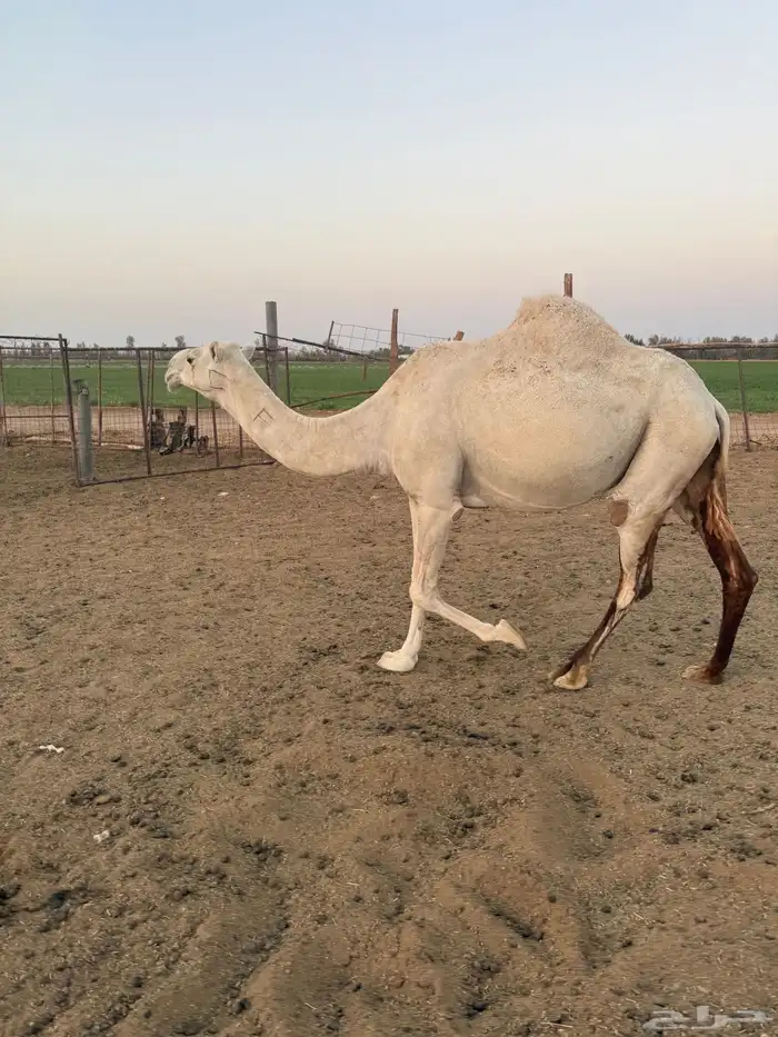 نياق لقايح وعشرا 1