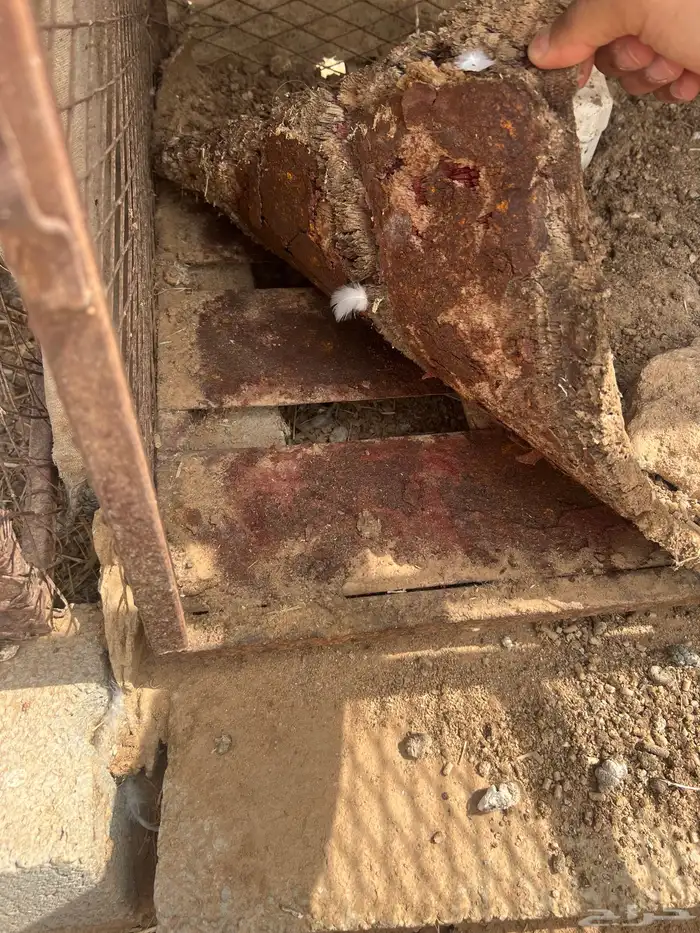 شبوك للبيع العدد 2 موقع الوادي 3