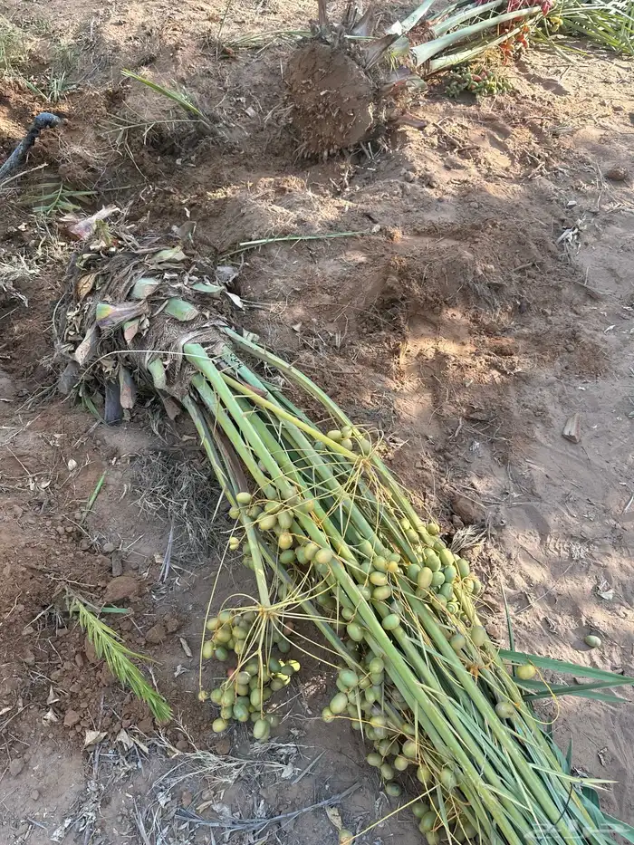 نخل سلطان وهلالي وبرحي وخلاص وصقعي وهشيشي وأنواع أخرى 6