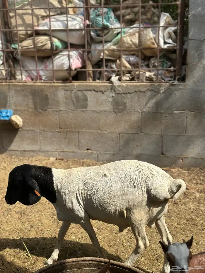 للبيع جنوبيات 3