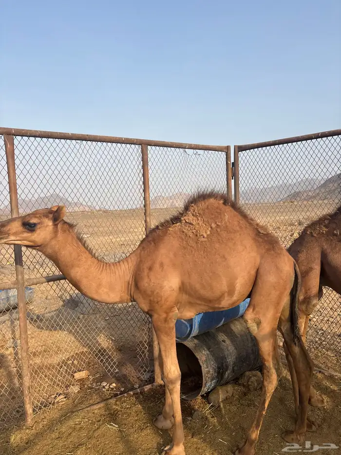 قعدان على حليب امهات 4