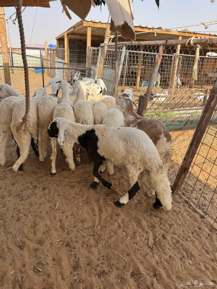 سواكن مرابي 2