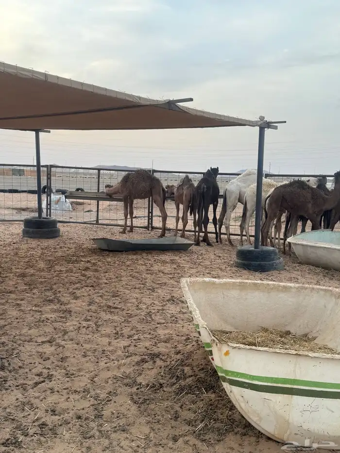 حشو تربية 7