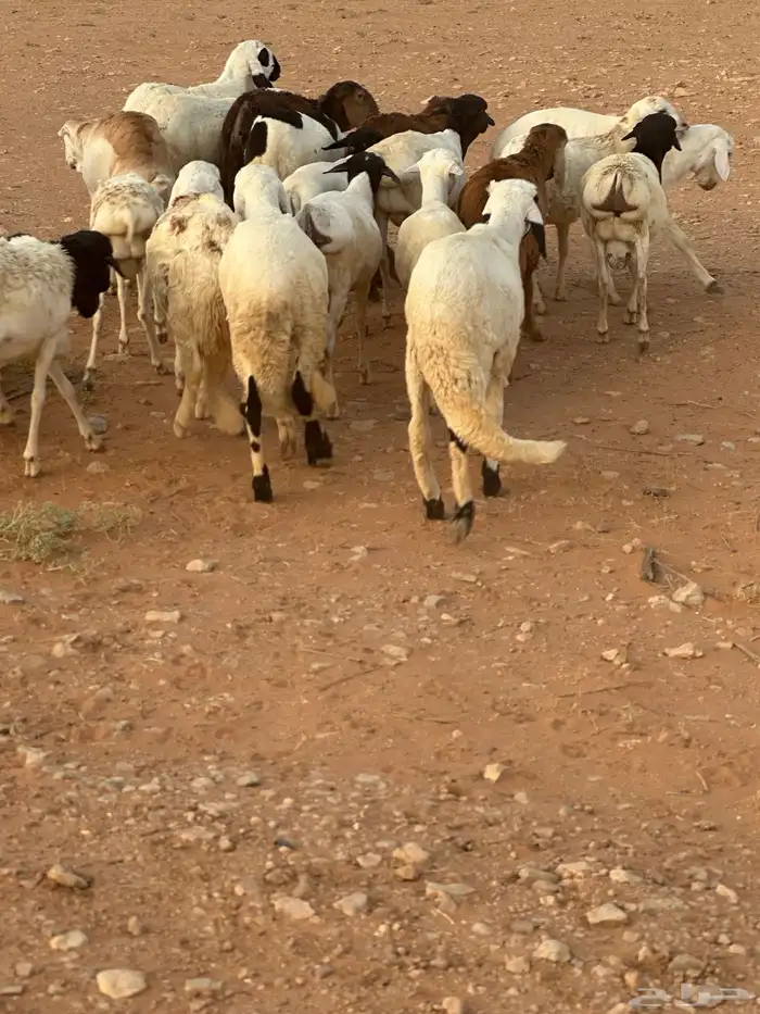 برابر وسواكن مرابي 74