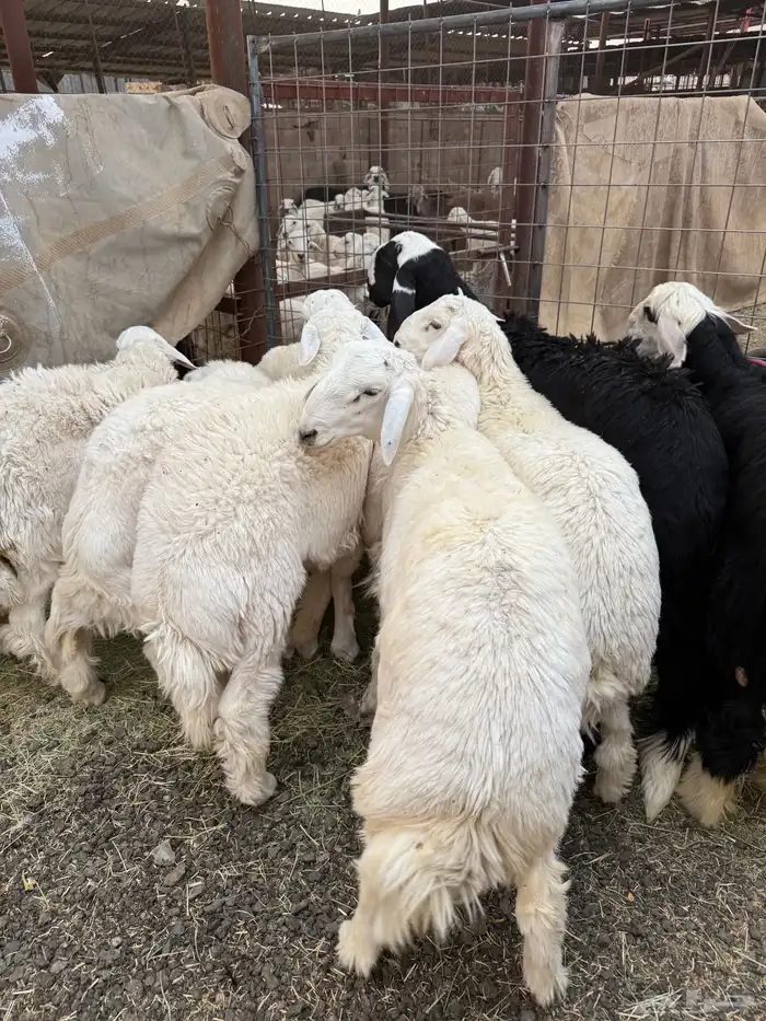 طليان وتيوس ذبايح نظيفه ع الشرط ( سلخ وتوصيل ) 3