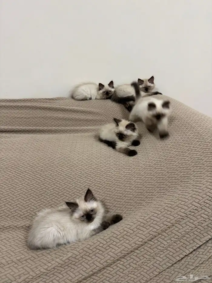 قطط هملايا 4