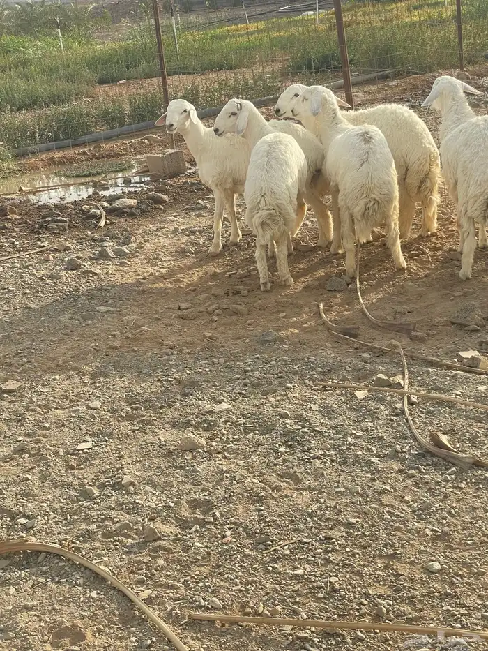 ذبايح طليان شحم فل 7