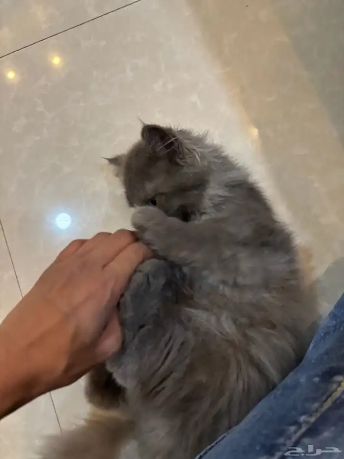 قطط سكوتش 4