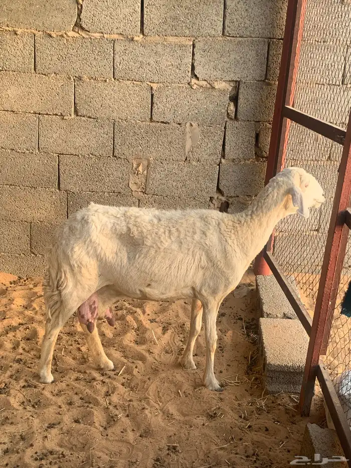 للبيع شاه حري تامة شبب 0