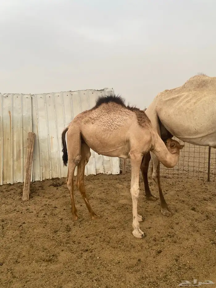بكره للبيع 2