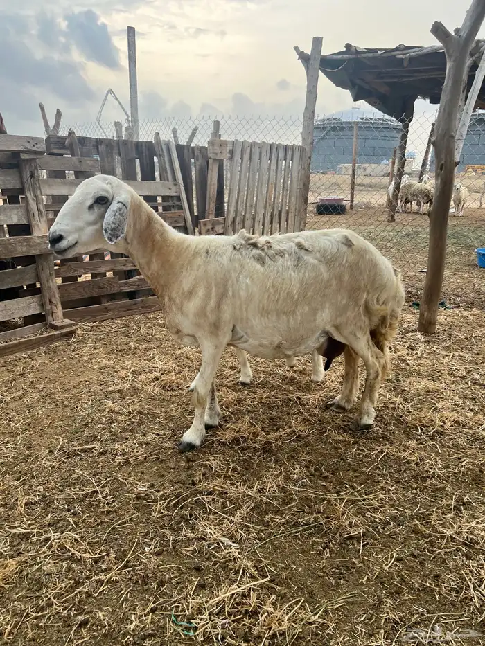 نعجه حري ولولد للبيع (تم البيع) 5