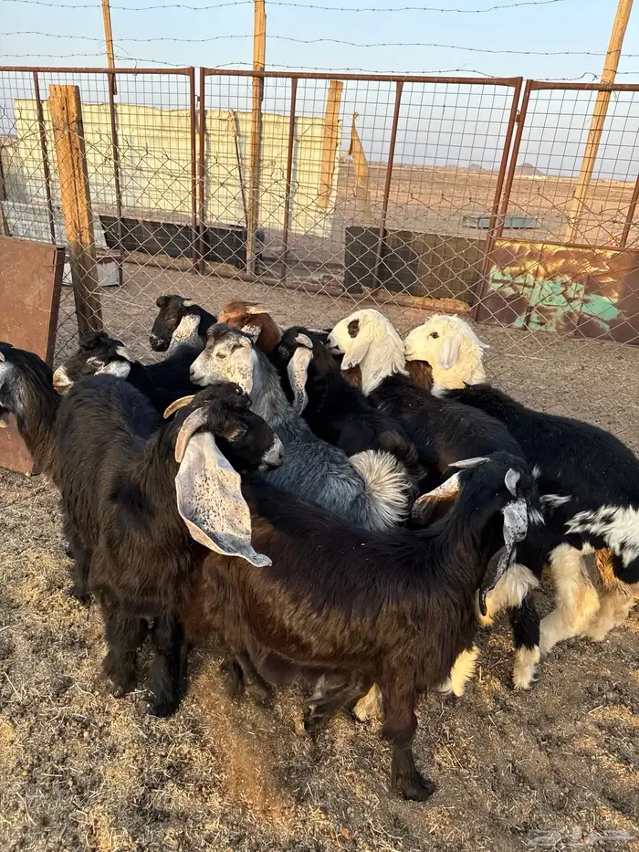 طليان وتيوس ذبايح نظيفه ع الشرط ( سلخ وتوصيل ) 5