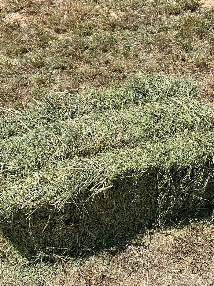 المذنب المذنب 4