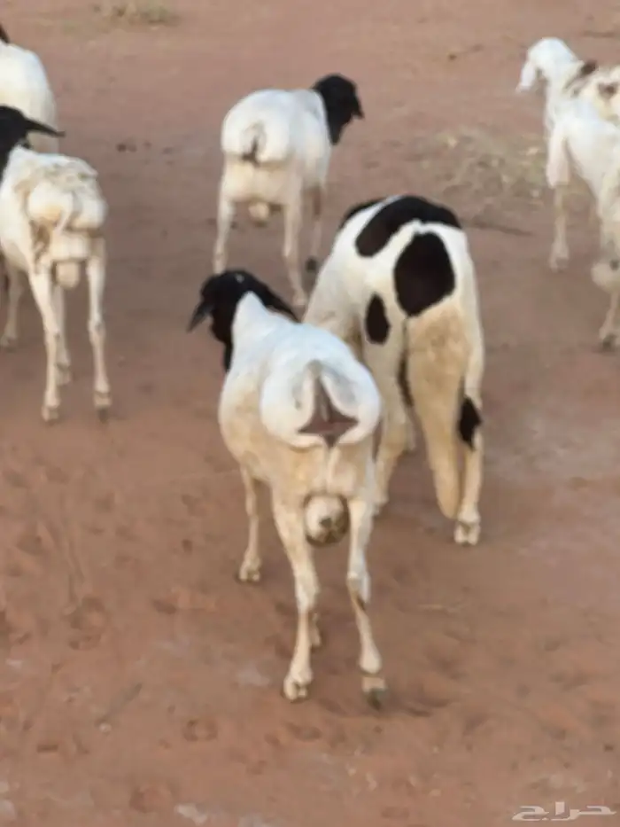 برابر وسواكن مرابي 2