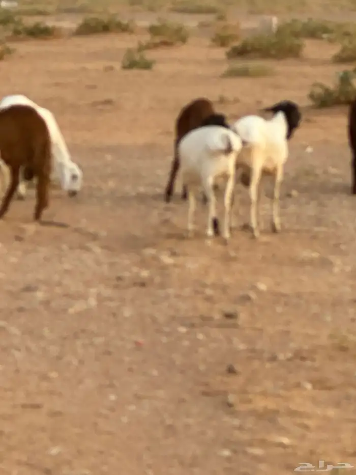 برابر وسواكن مرابي 83