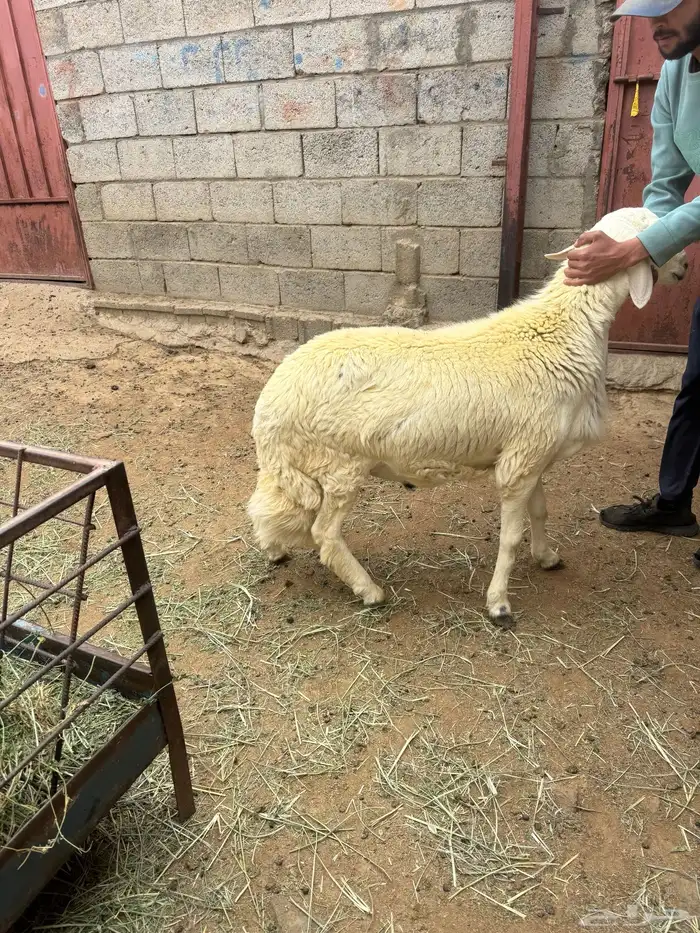 خروف جبر للبيع 0