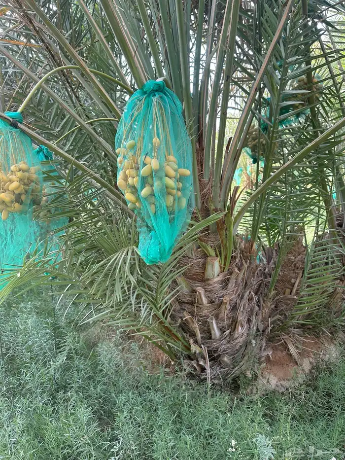 نخل سلطان وهلالي وبرحي وخلاص وصقعي وهشيشي وأنواع أخرى 5