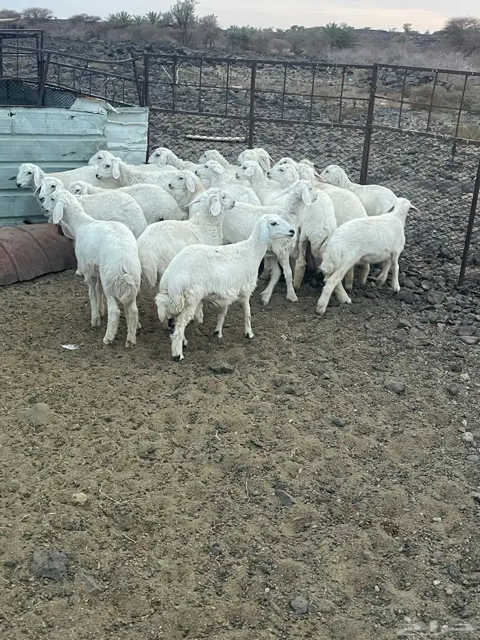 بهم طيب فيه الخال وفيه طليان واكثر الخال 1