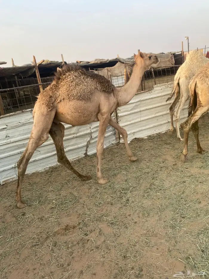 حشو طيبه. عددها 12 7