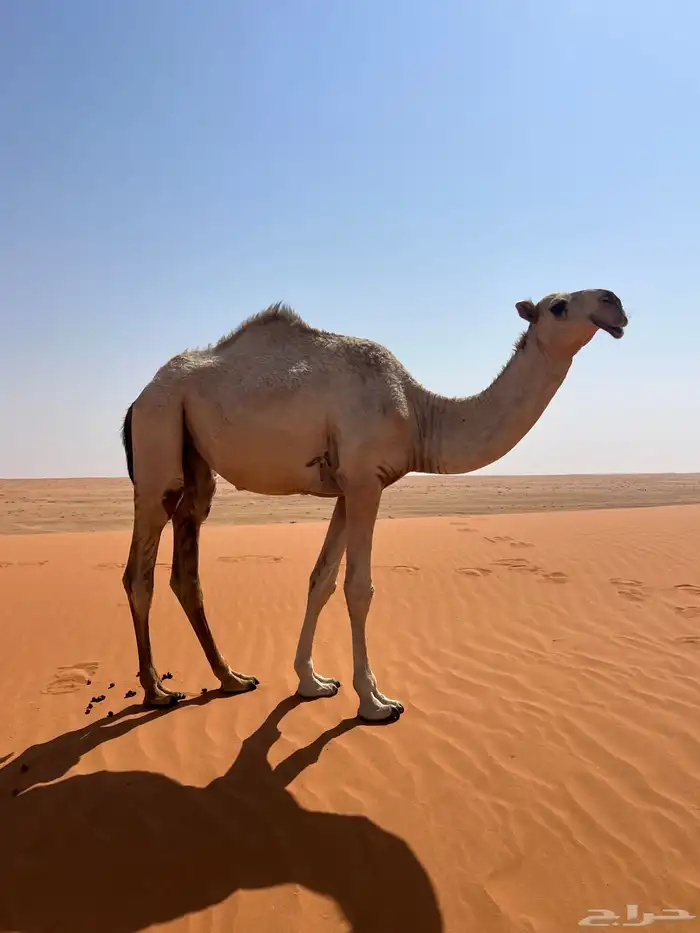 بكره حقه كفو باتيله 0